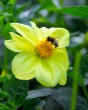 Dahlia Yellow Sneezy46
